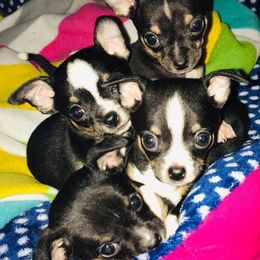 Chihuahua Puppies from Blue Diamond Chihuahua’s