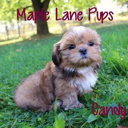 Maple Lane Pups breeder of Shih Tzu