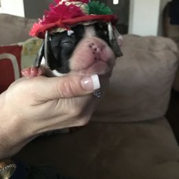 French Bulldog Puppies from Bouledogue Royal