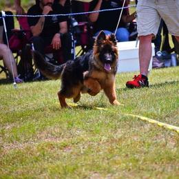 German Shepherd Puppies from Lost Creek German Shepherds LLC