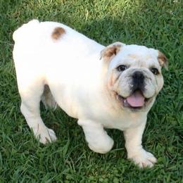 Bullmastiff and Bulldog Puppies from River Region Bullies