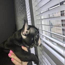 French Bulldog Puppies from Bouledogue Royal