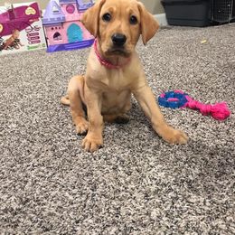 Labrador Retriever Puppies from Top Gun Retrieverz