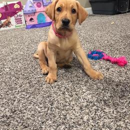 Labrador Retriever Puppies from Top Gun Retrieverz