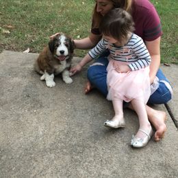 Bernedoodle Puppies from Bernedoodles of the Ozarks