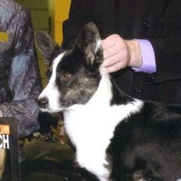 Cora - Cardigan Welsh Corgi