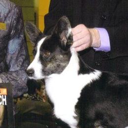 Cora - Cardigan Welsh Corgi
