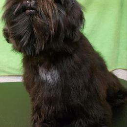 Shih Tzu All Grown Up from Carla Johnson