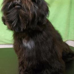 Shih Tzu All Grown Up from Carla Johnson