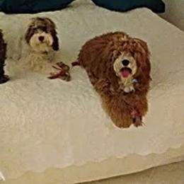 Cockapoo All Grown Up from Desert Cockapoos