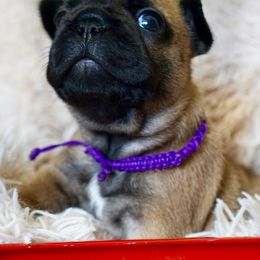 English Bulldog and French Bulldog Puppies from ClayBulldogs
