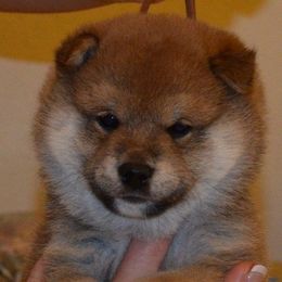 K-Bar Shibas breeder of Shiba Inu
