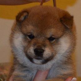 K-Bar Shibas breeder of Shiba Inu