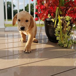 Labrador Retriever Puppies from Tall Pine Labradors LLC