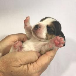 Beagle Puppies from Macushla Kennels