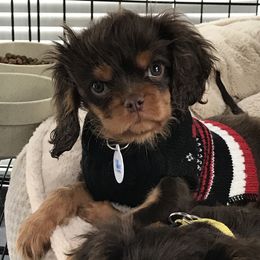 Cavalier King Charles Spaniel Puppies from Hotchkiss Cavaliers