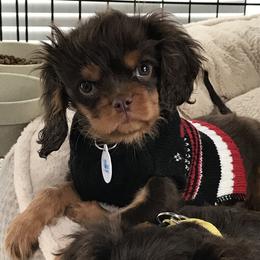 Cavalier King Charles Spaniel Puppies from Hotchkiss Cavaliers