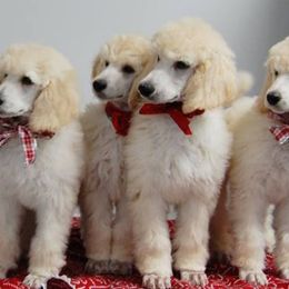 Standard Poodle Puppies from DancingCloud Kennels
