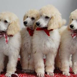 Standard Poodle Puppies from DancingCloud Kennels