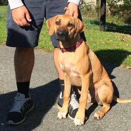 Rhodesian Ridgeback Puppies from Whirlaway Rhodesian Ridgebacks