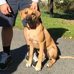 Rhodesian Ridgeback Puppies from Whirlaway Rhodesian Ridgebacks