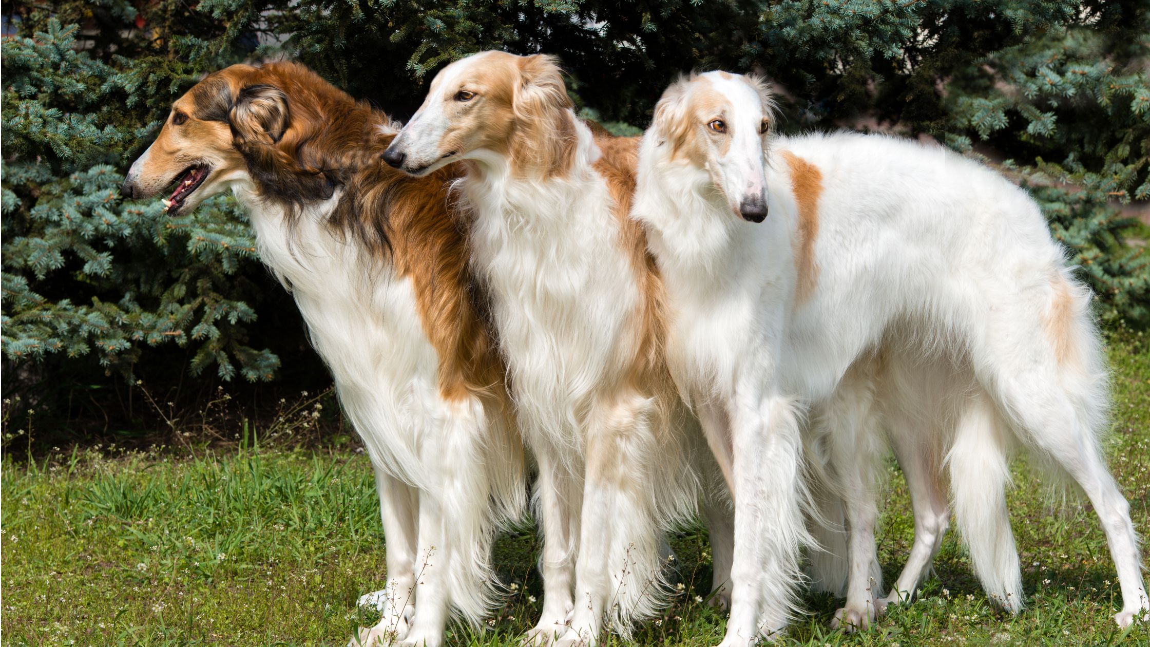 Secret garden hot sale borzoi