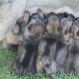 German Shepherd Puppies from Austin’s German Shepherd’s