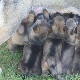 German Shepherd Puppies from Austin’s German Shepherd’s