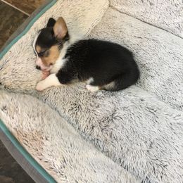 Pembroke Welsh Corgi Puppies from Walkabout's Pembroke Corgi's