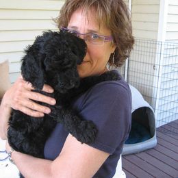  Puppies from Parris Hill Standard Poodles