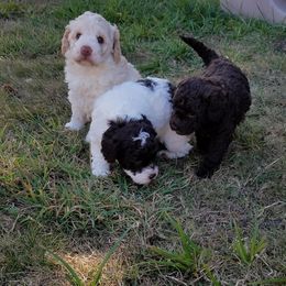 Labradoodle Puppies from Ocean View Labradoodles