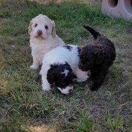 Labradoodle Puppies from Ocean View Labradoodles