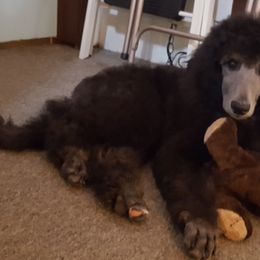 " Silver boy Buzz" Poodle Puppies from Pink Begonia Poodles