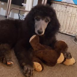 " Silver boy Buzz" Poodle Puppies from Pink Begonia Poodles
