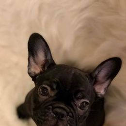 French Bulldog Puppies from Lilac City French Bulldogs
