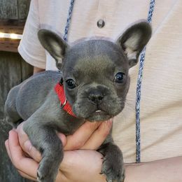 French Bulldog Puppies from Emerald City Blue Frenchies