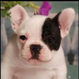 Elyza - French Bulldog
