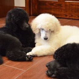 Standard Poodle Puppies from D and D Standard Poodles