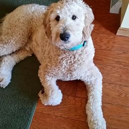 Goldendoodle and Labradoodle All Grown Up from Highland Sunrise Academy Stable and Kennel