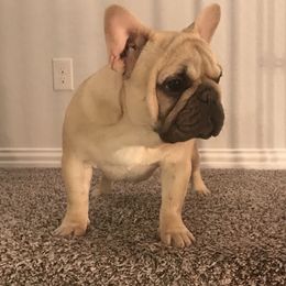 French Bulldog Puppies from Bouledogue Royal