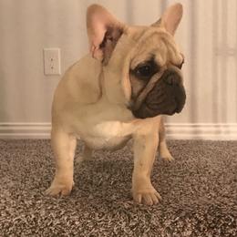 French Bulldog Puppies from Bouledogue Royal