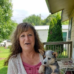 Australian Cattle Dog and Labrador Retriever Puppies from Trinity C Australian Cattle Dogs and Silver Labradors