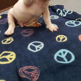 Legendary French Bulldogs & Pomeranians (Soleil) breeder of French Bulldog