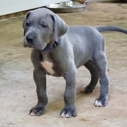 Bernese Mountain Dog and Great Dane Puppies from Stonebrook Gentle Giants