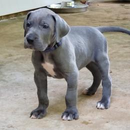 Bernese Mountain Dog and Great Dane Puppies from Stonebrook Gentle Giants