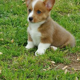 Pembroke Welsh Corgi Puppies from AJ'S Country Corgi's