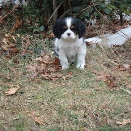 Cavalier King Charles Spaniel Puppies from Redwood Forest Cavaliers