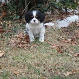 Cavalier King Charles Spaniel Puppies from Redwood Forest Cavaliers