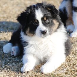 Out West Aussies breeder of Australian Shepherd
