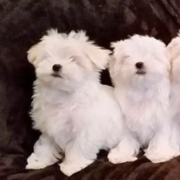 Maltese Puppies from Avante Maltese